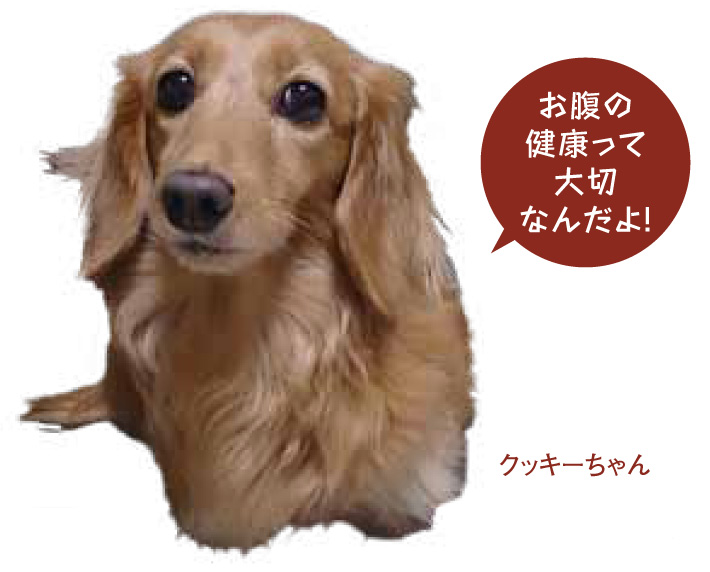 犬